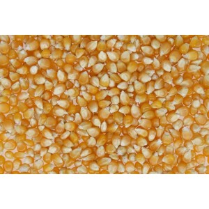 POPCORN ZIARNO 1KG.