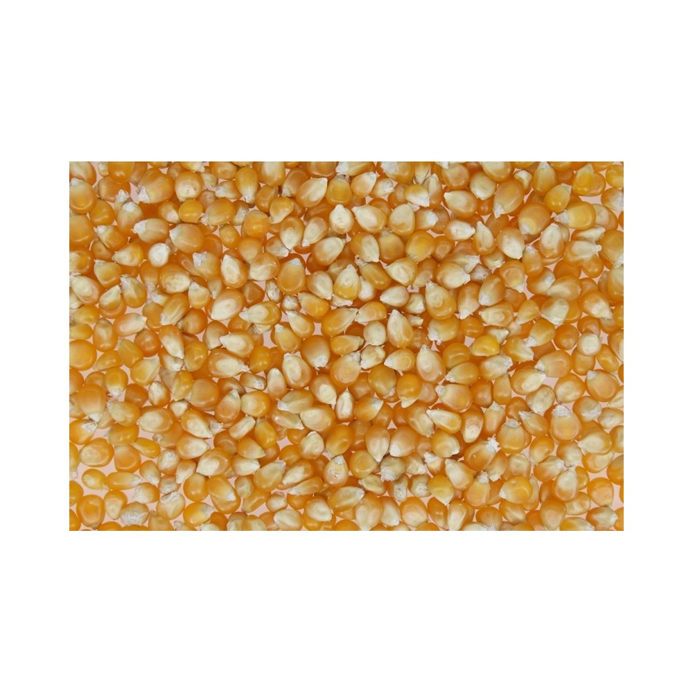 POPCORN ZIARNO 1KG.